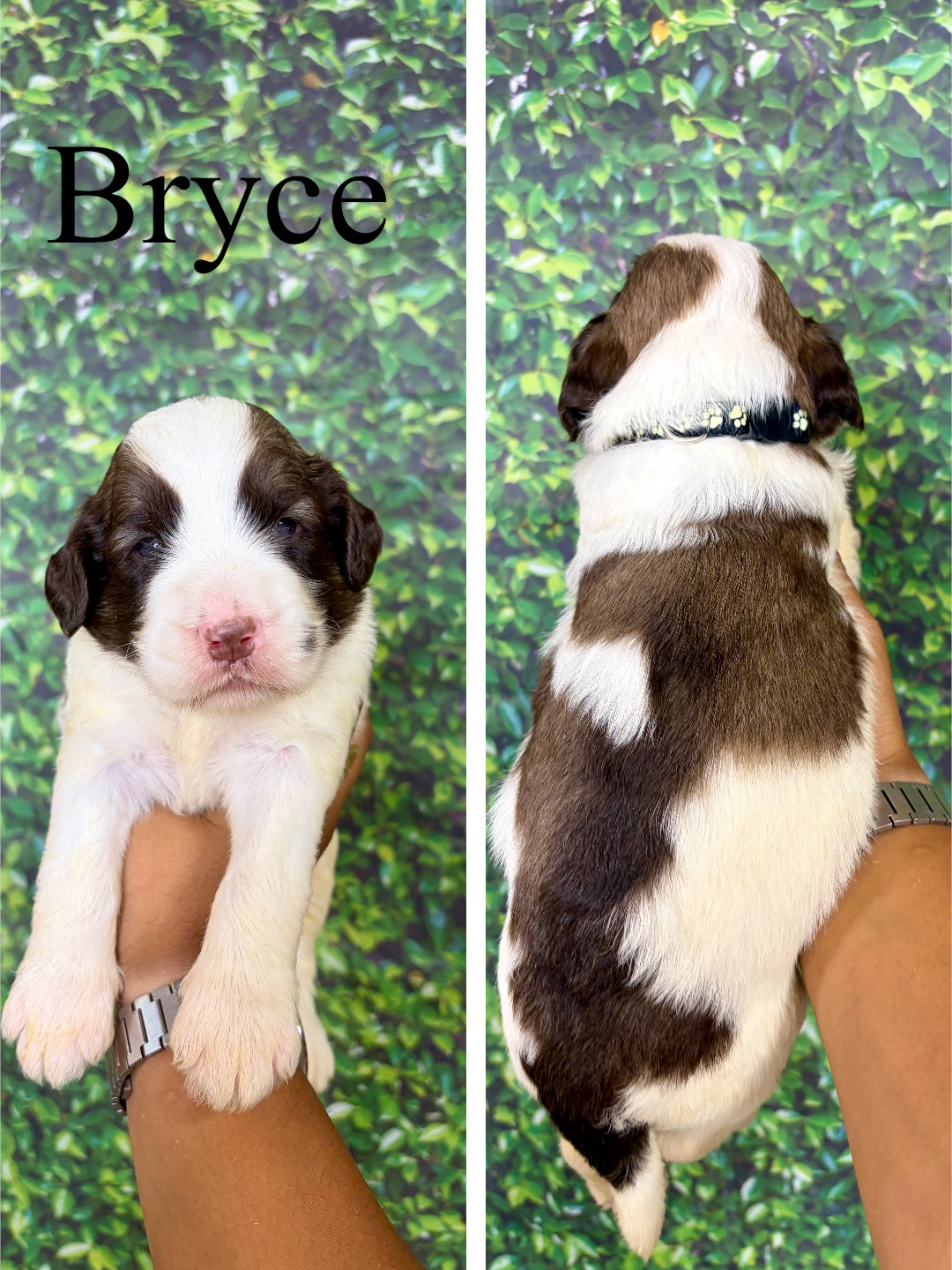 Bryce (Black) 1